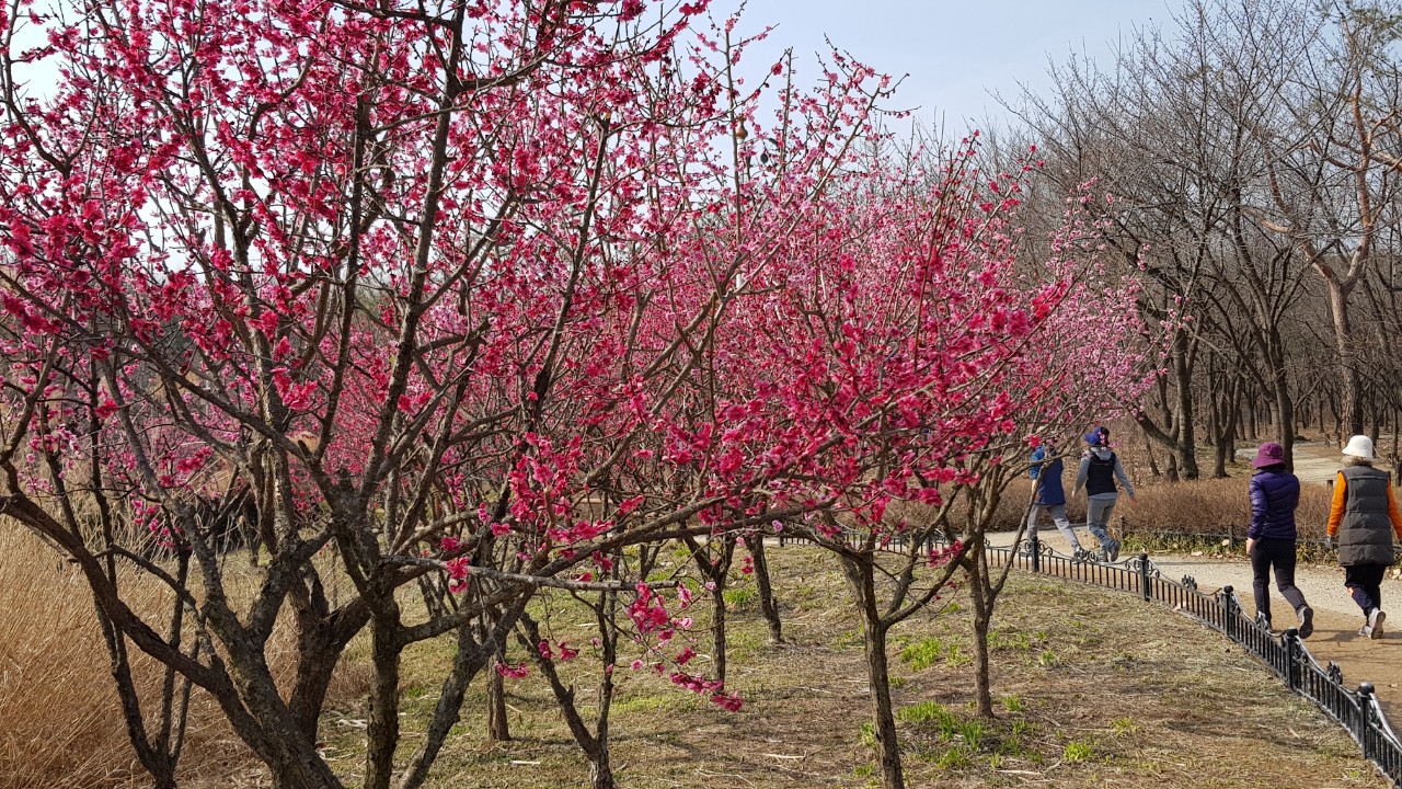 봄꽃 향기 가득한 한밭수목원에서 봄 마중해요-한밭수목원 홍매화(4).jpg